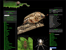 Tablet Screenshot of insectoid.info